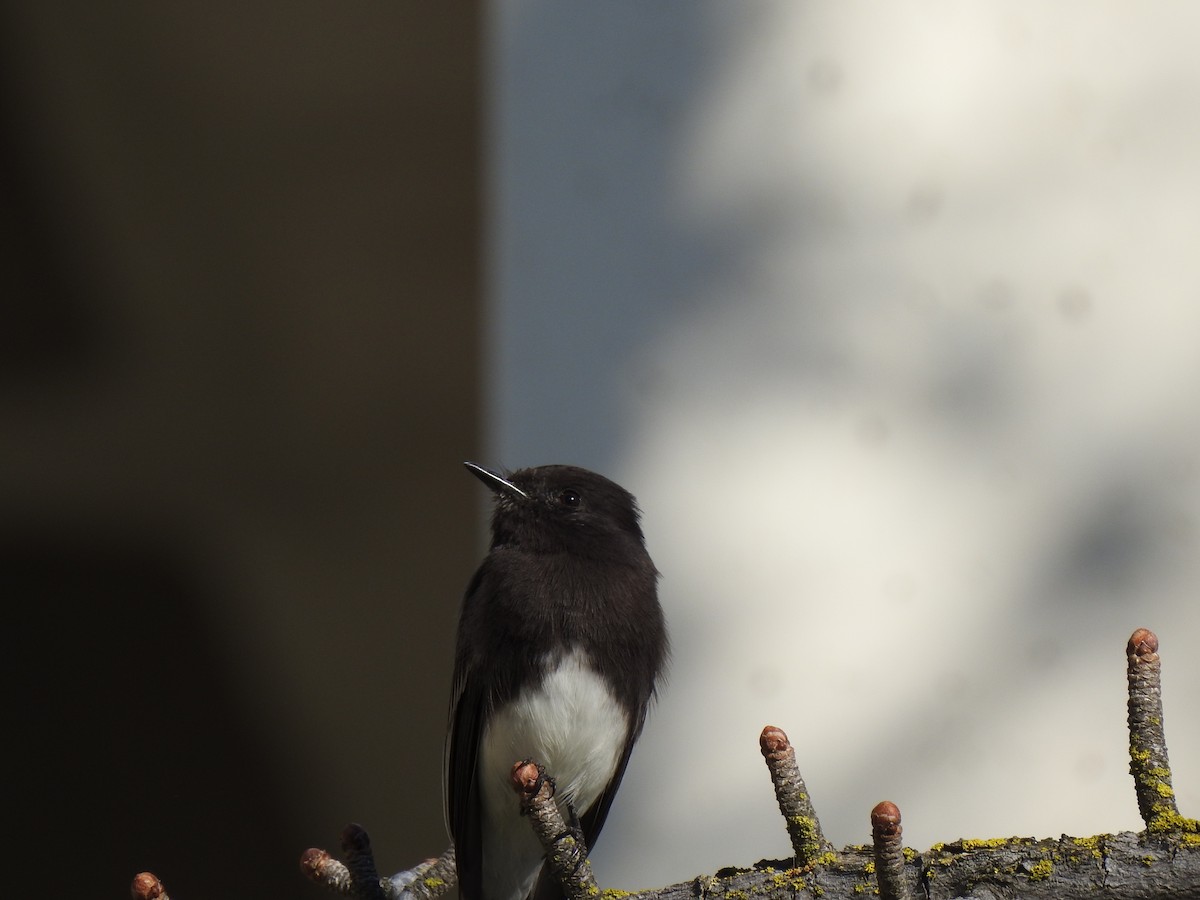 Black Phoebe - Isco Gomez