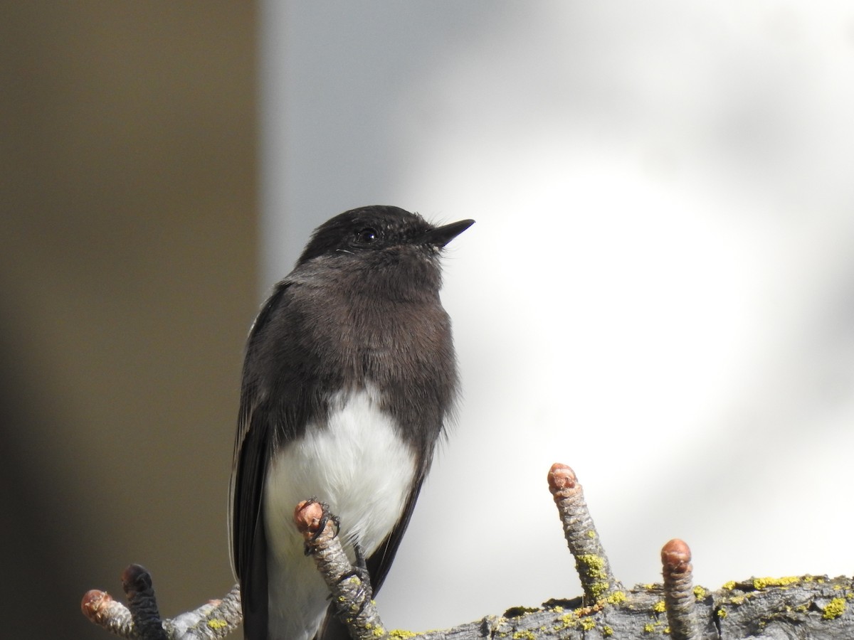 Black Phoebe - ML616954442