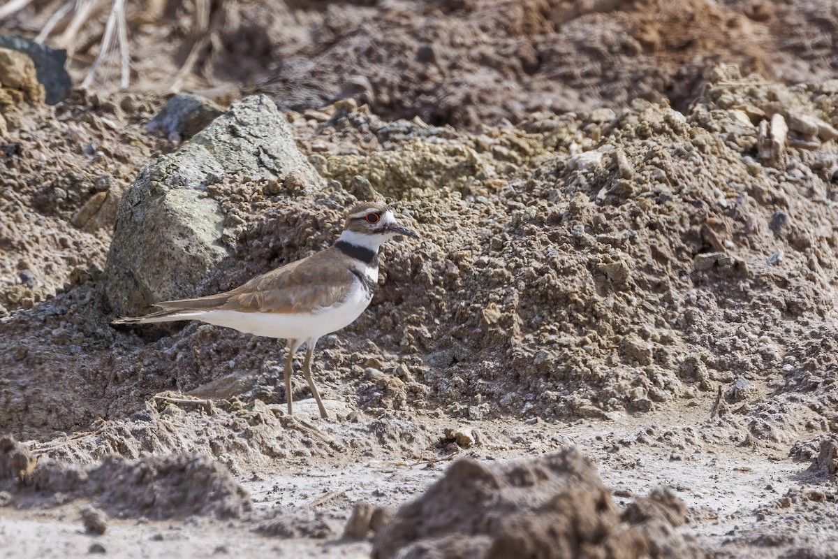 Killdeer - Roxanne Evans