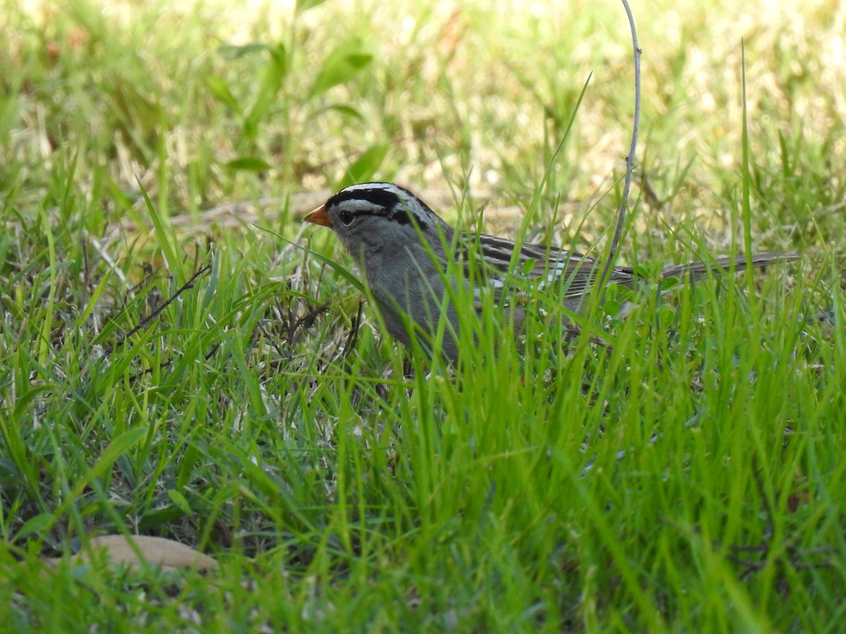 White-crowned Sparrow - Isco Gomez