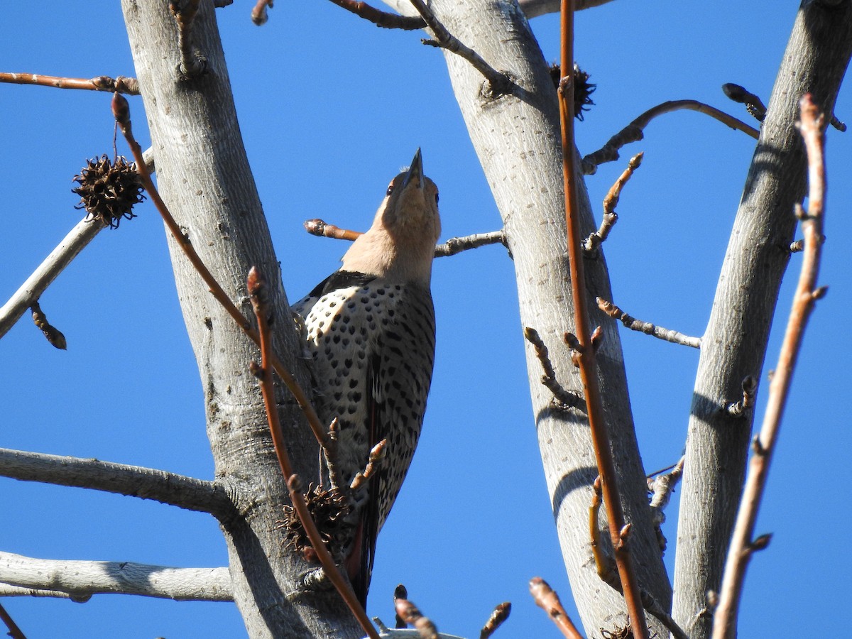 Northern Flicker - ML616954475