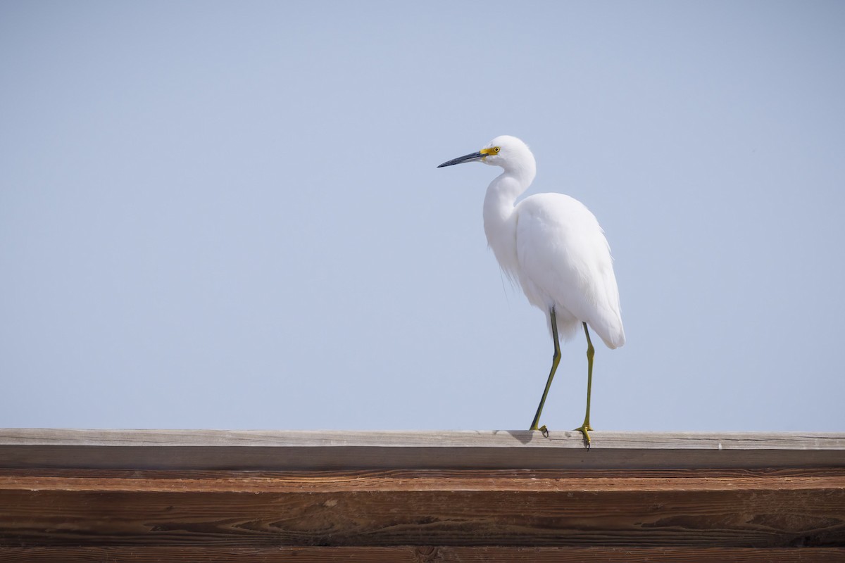 Snowy Egret - ML616954478