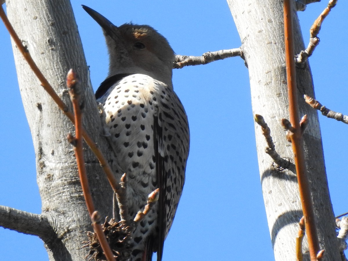 Northern Flicker - ML616954489