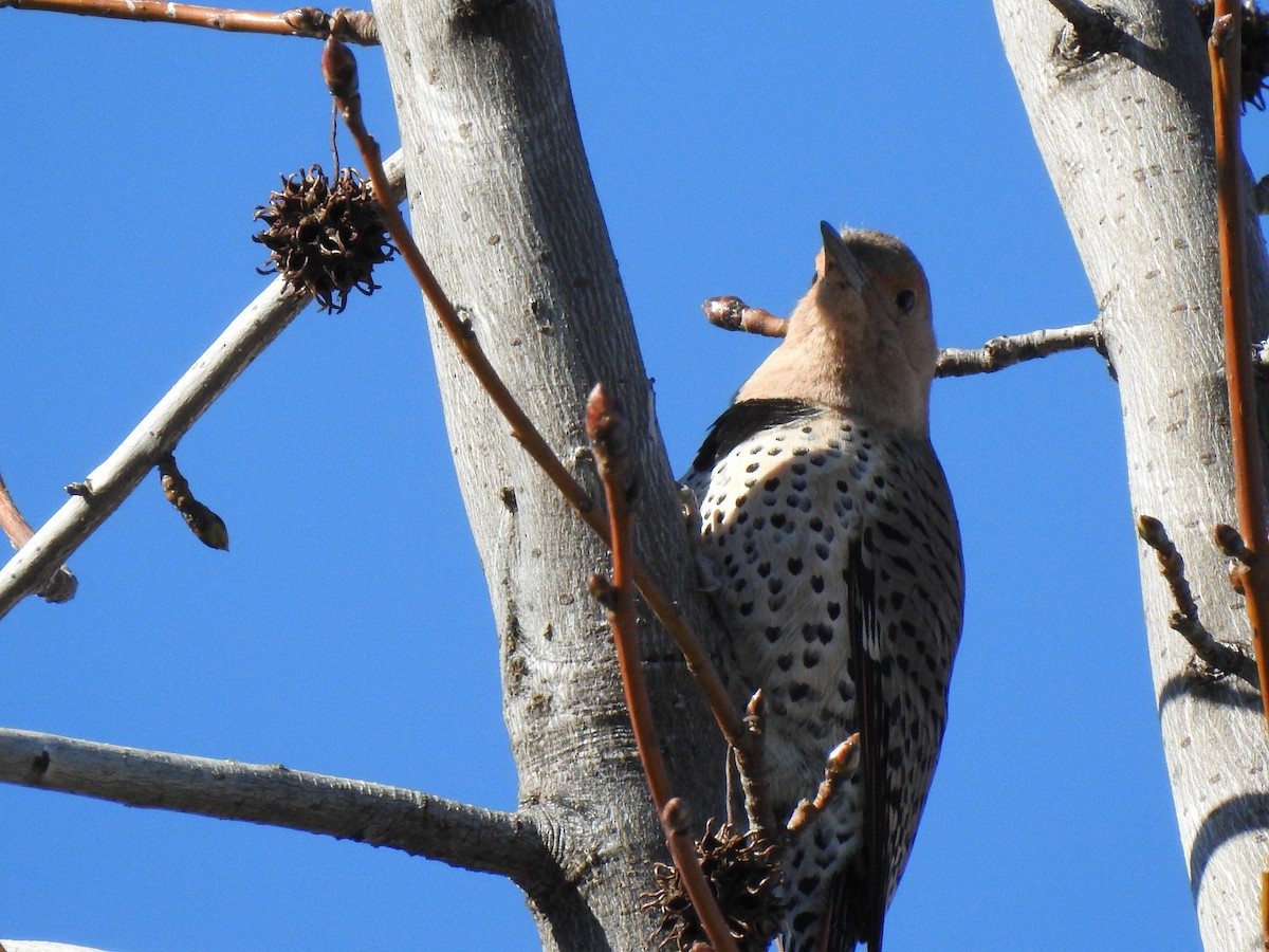 Northern Flicker - ML616954504