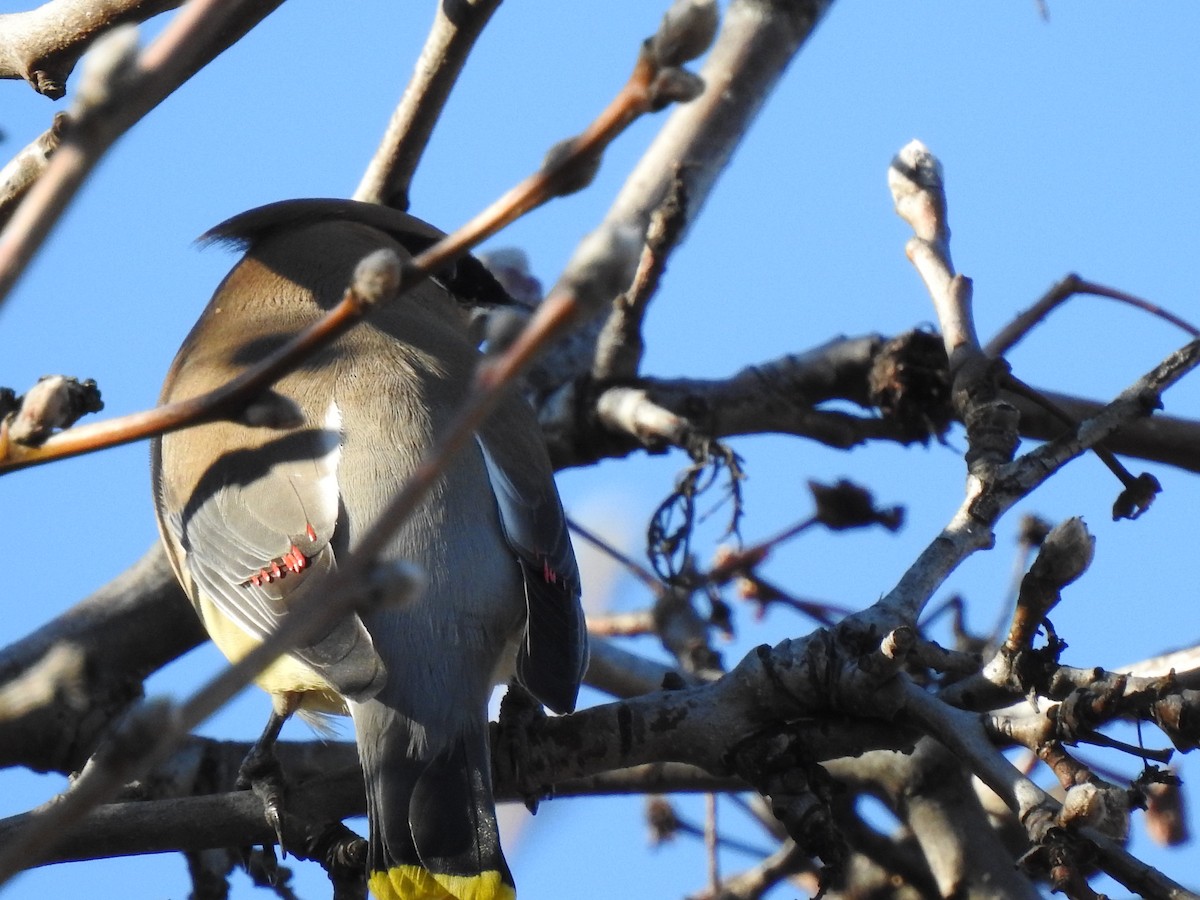 Cedar Waxwing - ML616954548