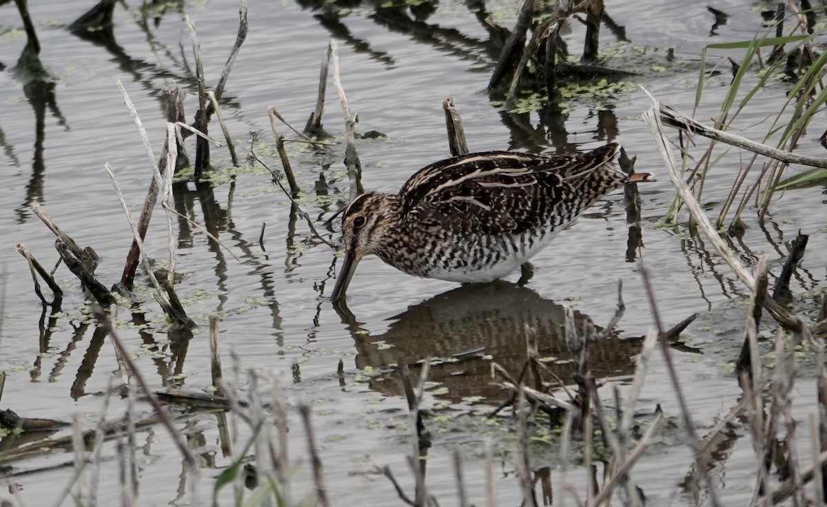 Wilson's Snipe - John Besser