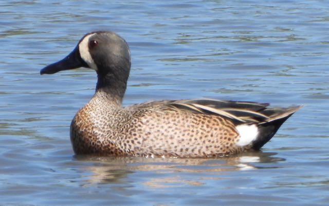 Blue-winged Teal - ML616954653