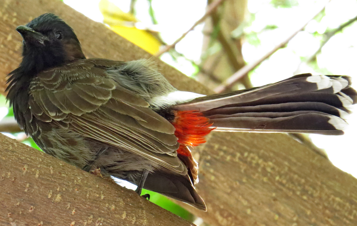 Red-vented Bulbul - ML616954664