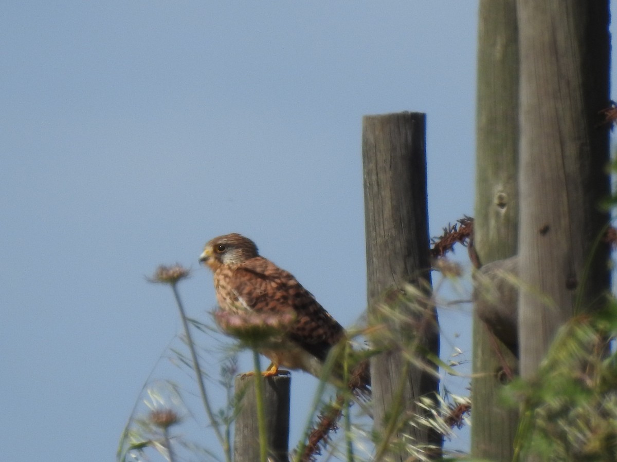 Lesser Kestrel - ML616954684