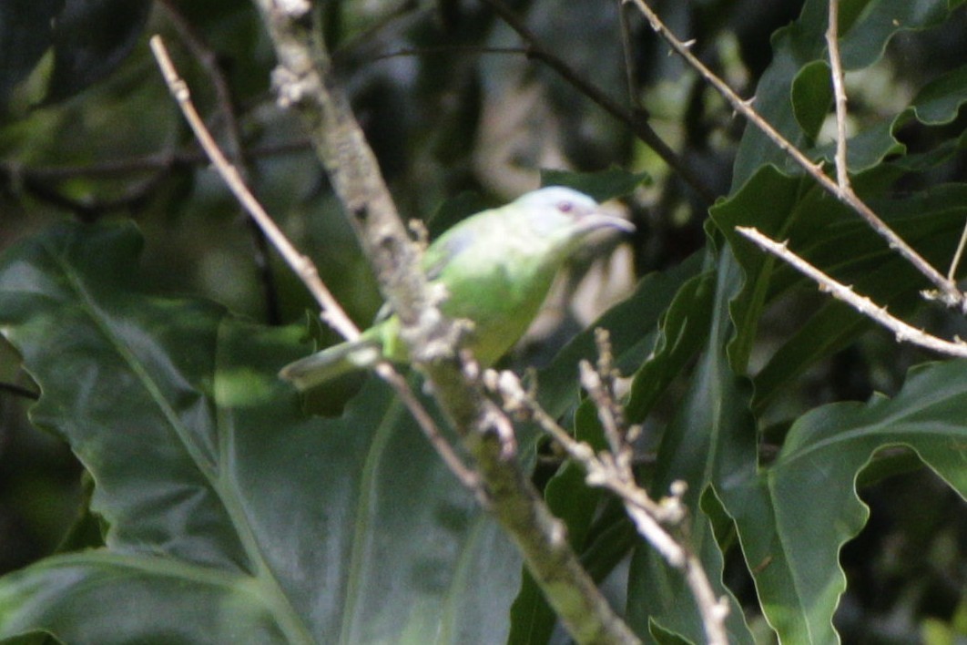 Green Honeycreeper - Gabriel Carbajales