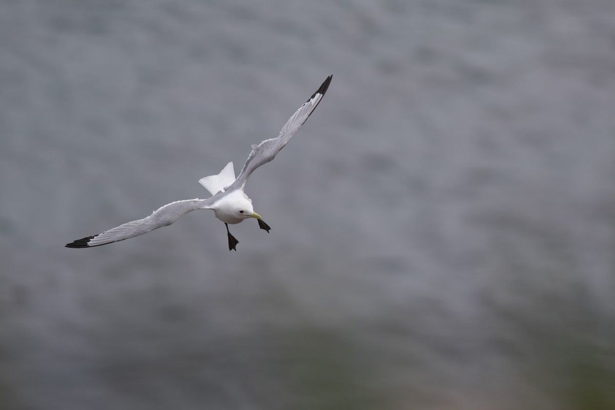 Gaviota Tridáctila - ML616954704