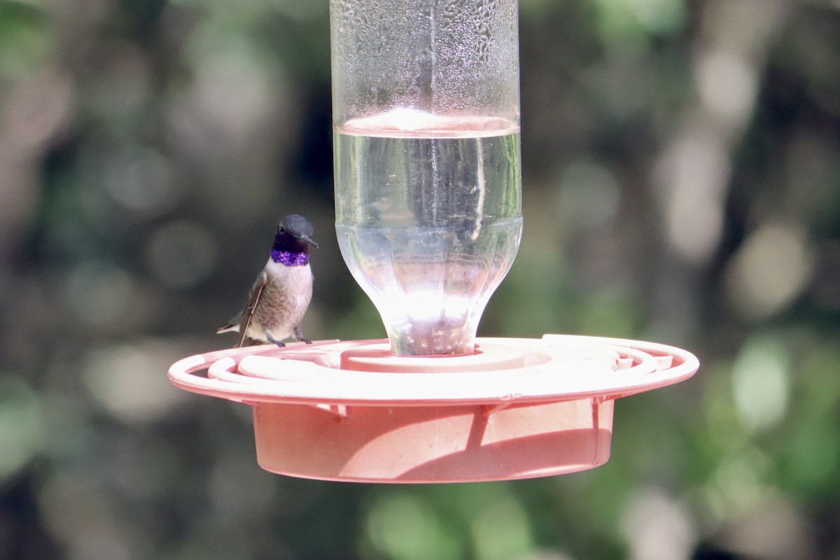 Black-chinned Hummingbird - ML616954744