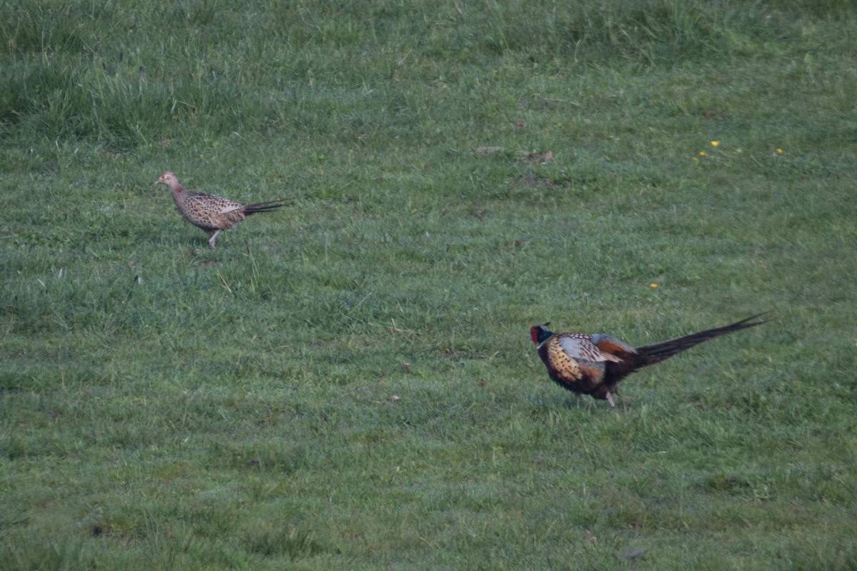 Ring-necked Pheasant - ML616954751