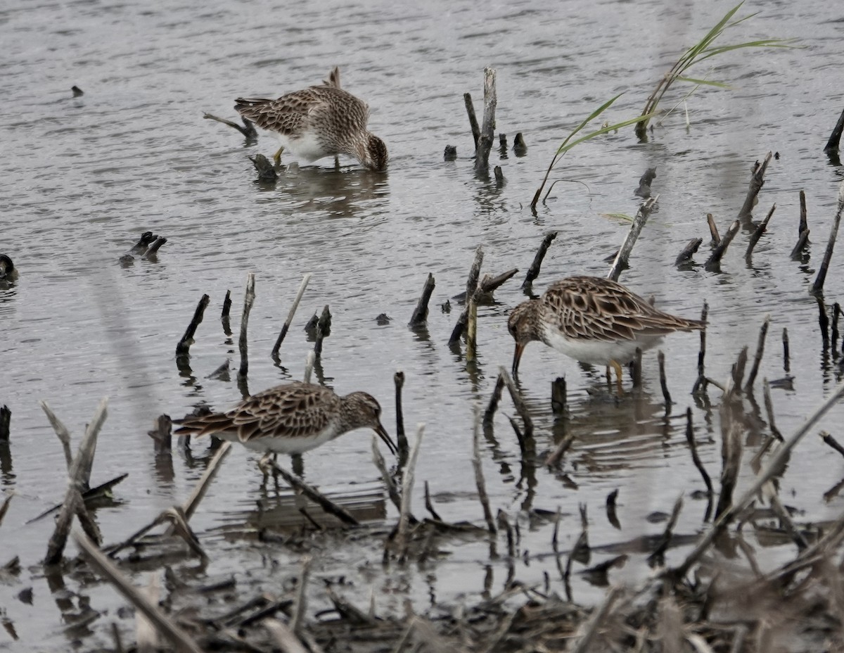 Pectoral Sandpiper - ML616954756