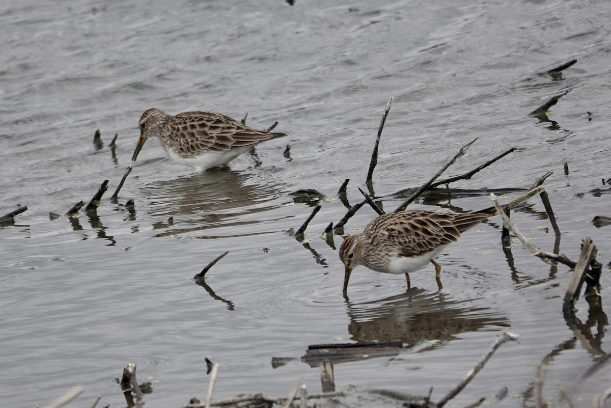 Pectoral Sandpiper - ML616954757