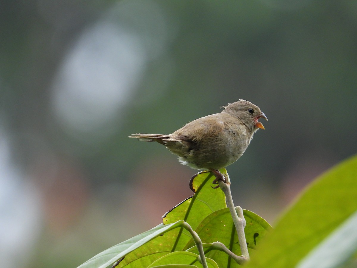 Dull-colored Grassquit - Francisco Sornoza