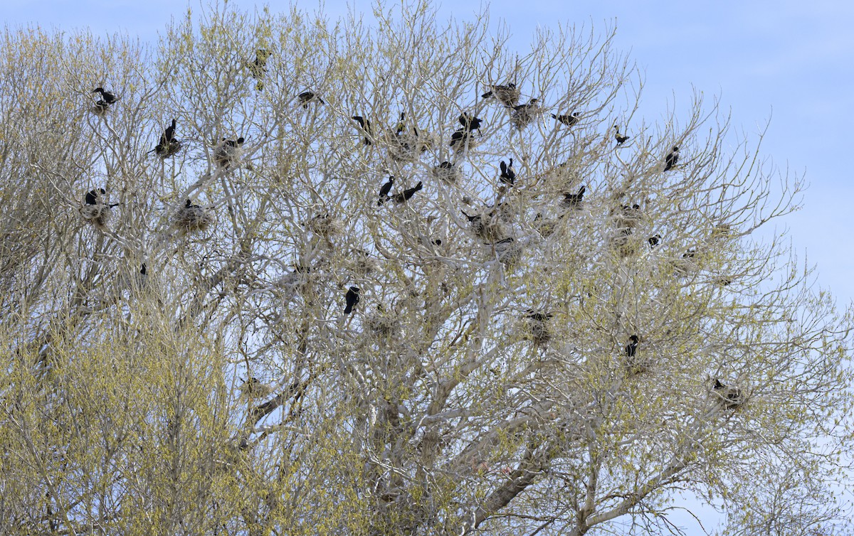 Double-crested Cormorant - ML616954872