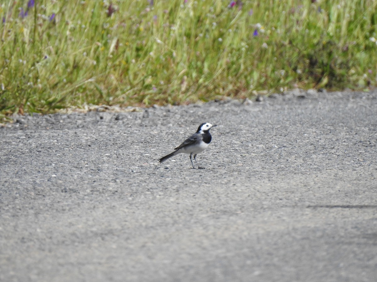 White Wagtail - ML616954897