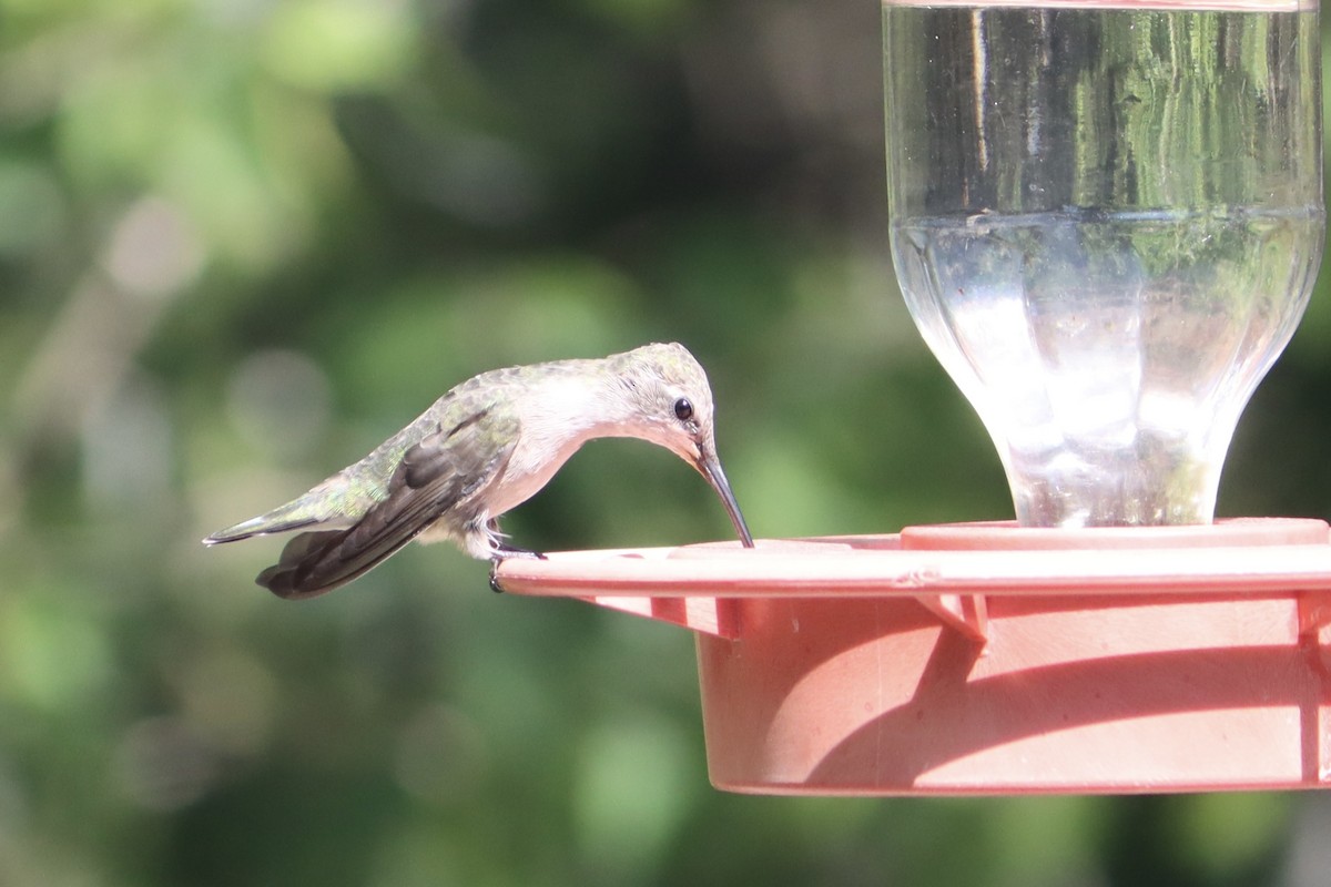 Black-chinned Hummingbird - ML616954923