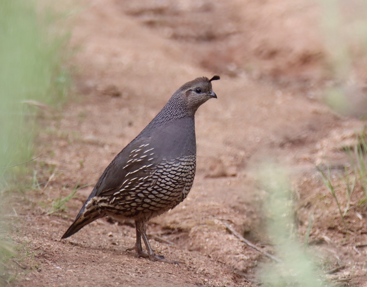 eBird Checklist - 4 Apr 2024 - Gird Valley Preserve - 51 species (+1 ...
