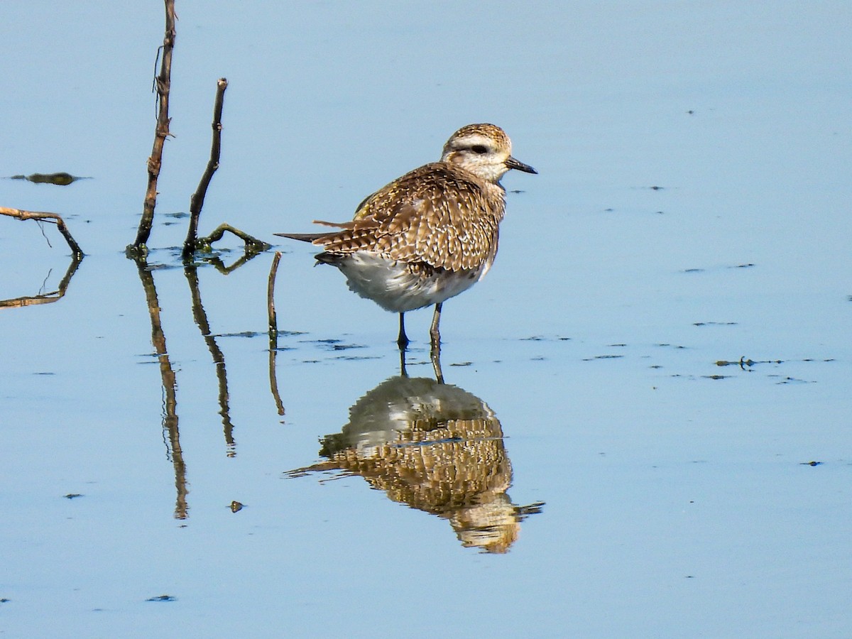 American Golden-Plover - ML616954983