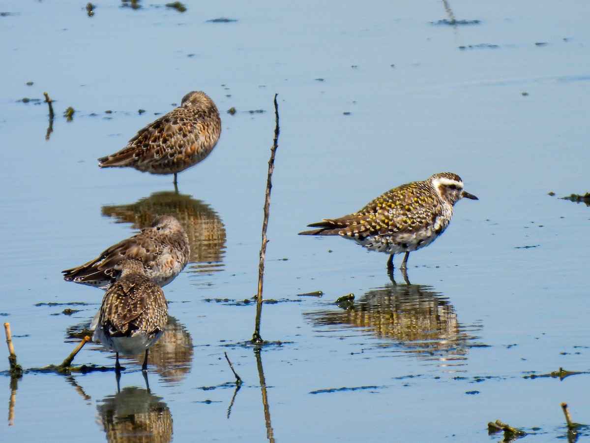 American Golden-Plover - ML616954984