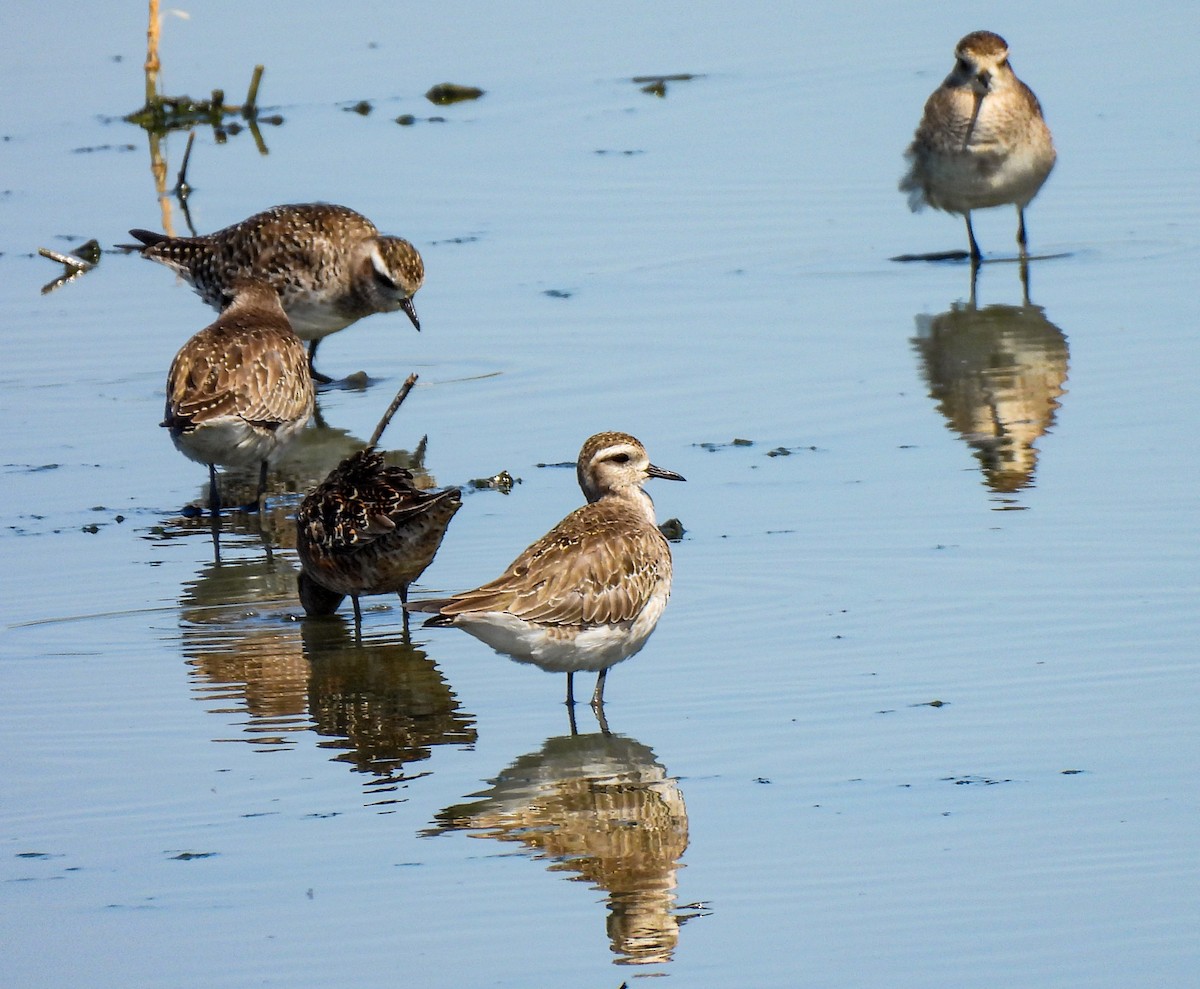 American Golden-Plover - ML616954985