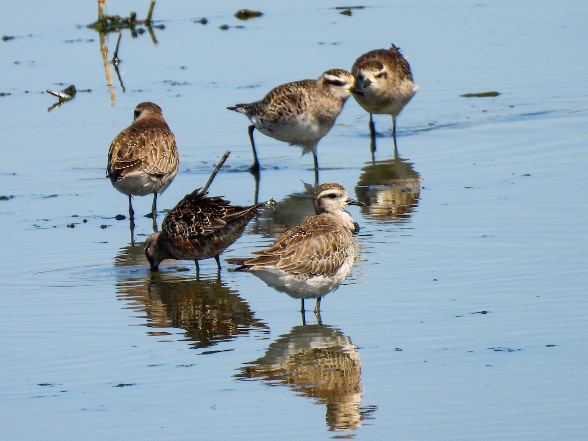 American Golden-Plover - ML616954986