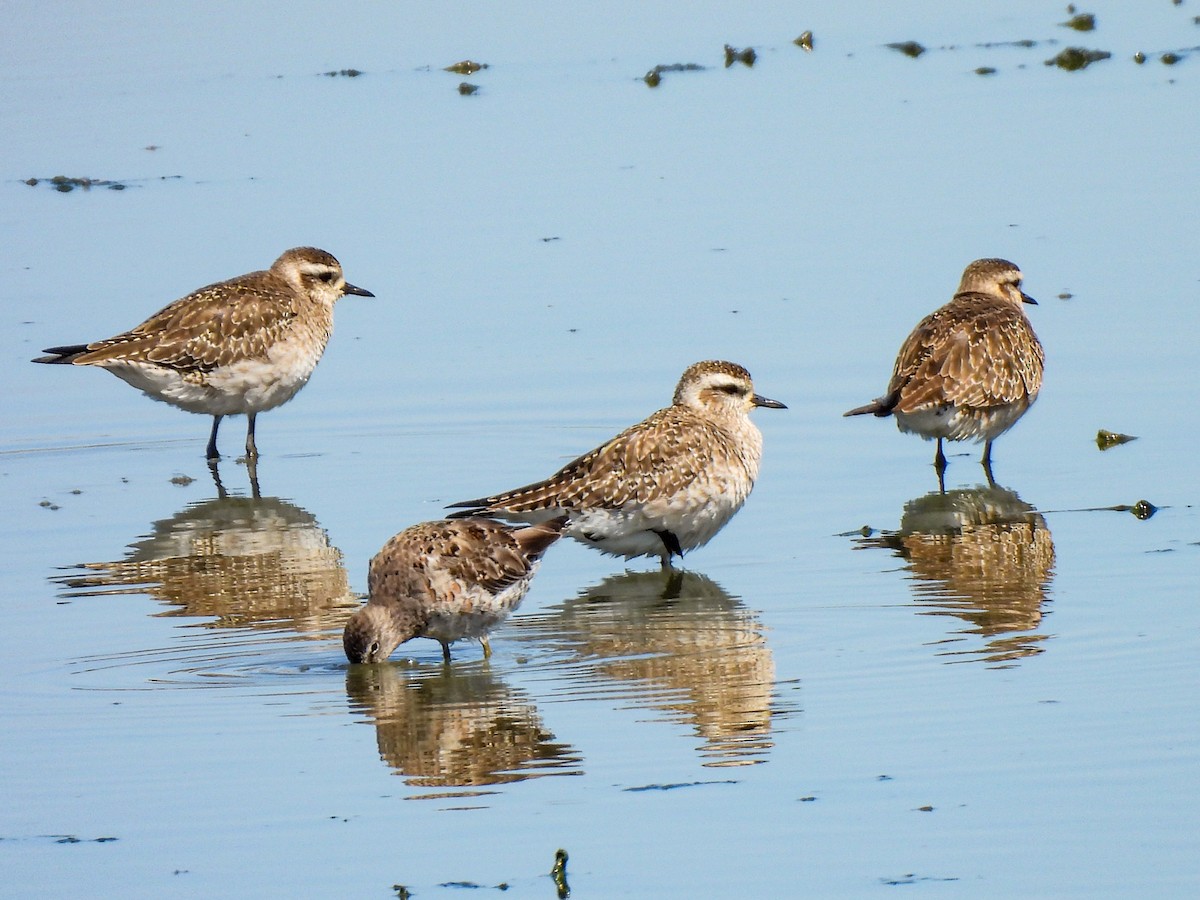 American Golden-Plover - Sophie Dismukes