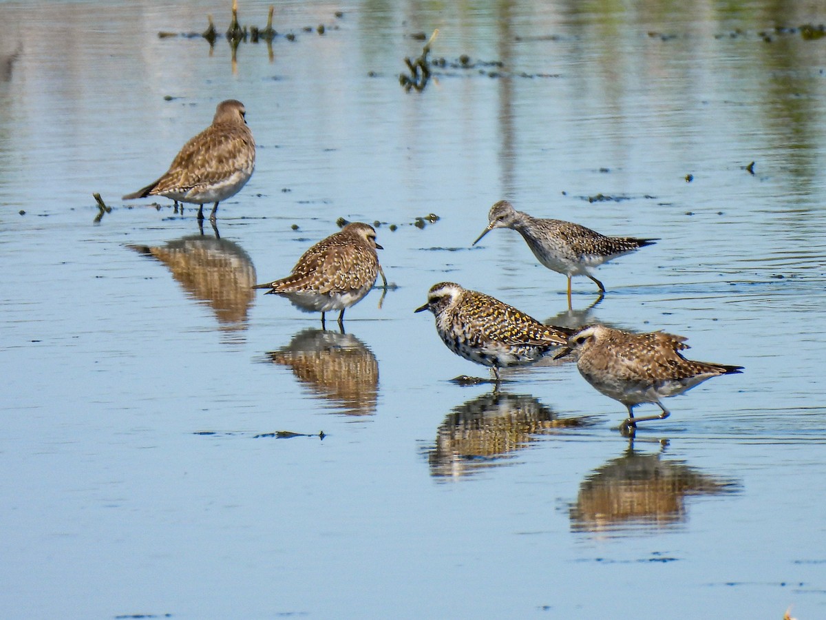 American Golden-Plover - ML616954989