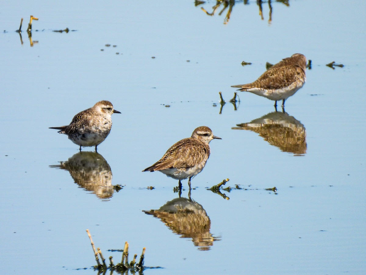 American Golden-Plover - ML616954990