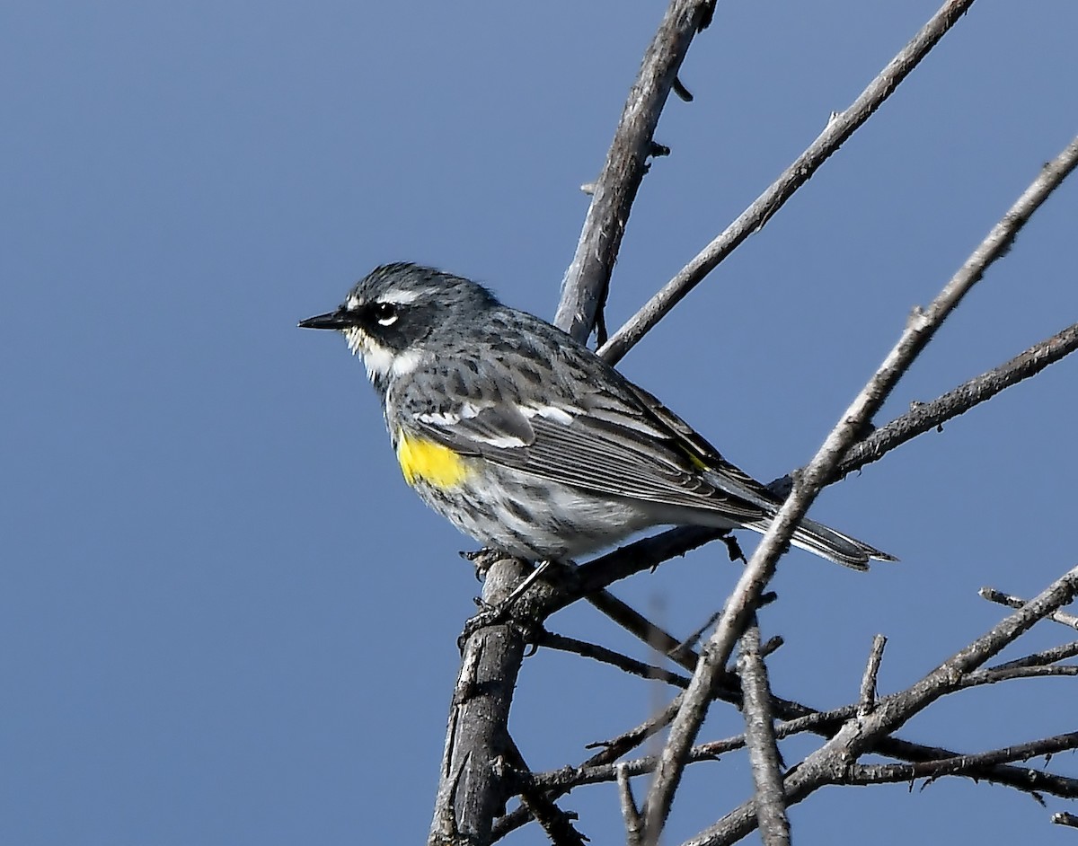 Yellow-rumped Warbler - ML616955000