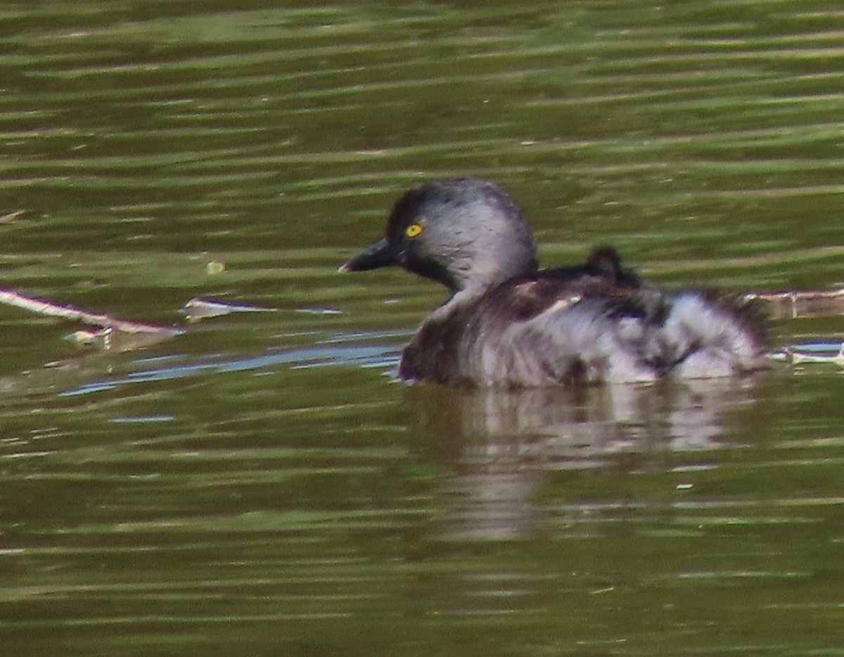 Least Grebe - Peter Goodwin