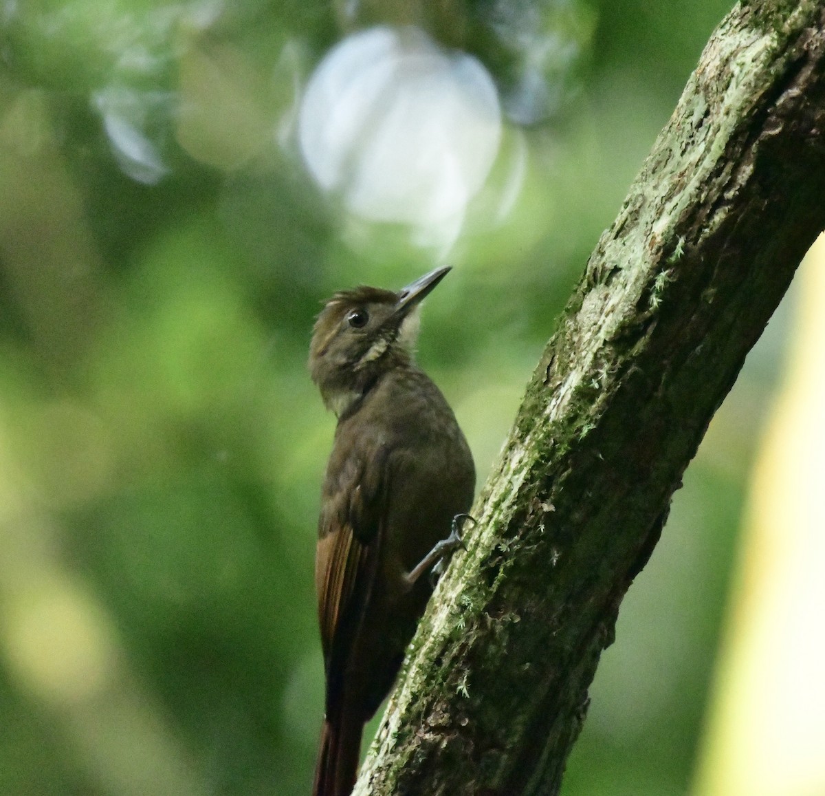 Tawny-winged Woodcreeper - Julia Flesaker