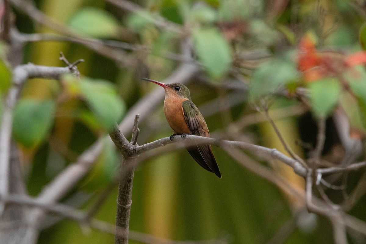 Cinnamon Hummingbird - ML616955041