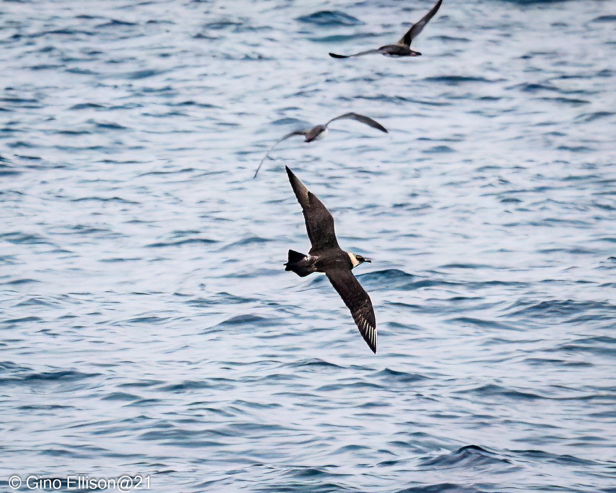 Parasitic Jaeger - ML616955092