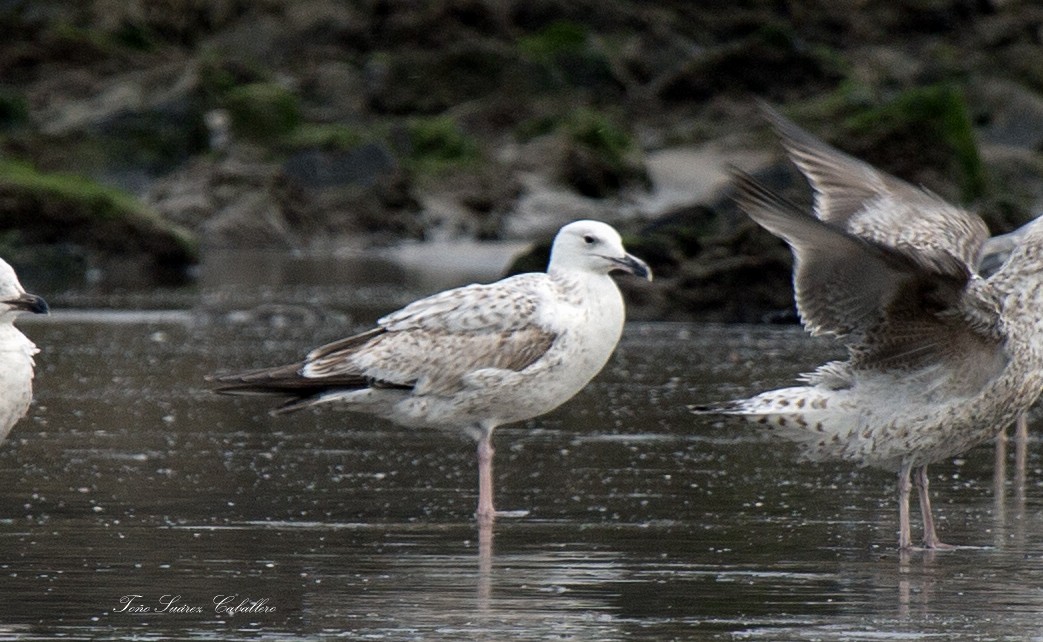 Caspian Gull - ML616955099