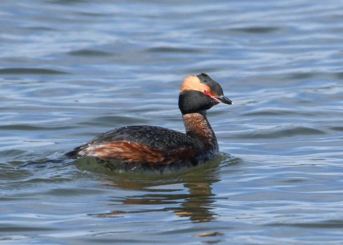 Horned Grebe - ML616955113