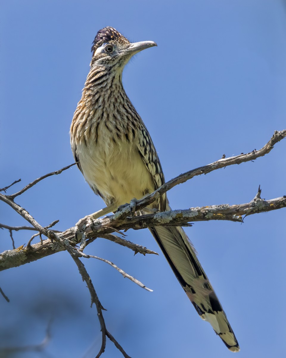 Greater Roadrunner - Anonymous