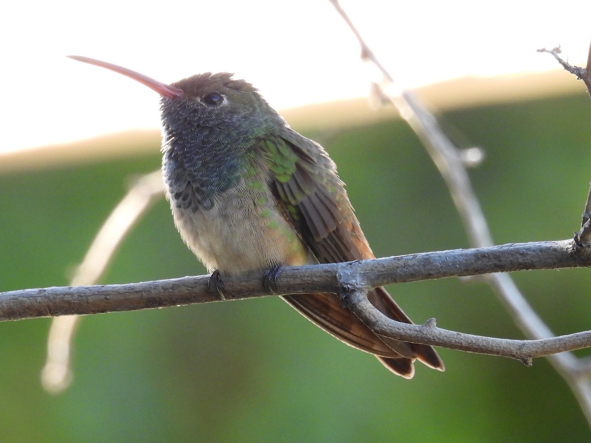 Buff-bellied Hummingbird - ML616955176