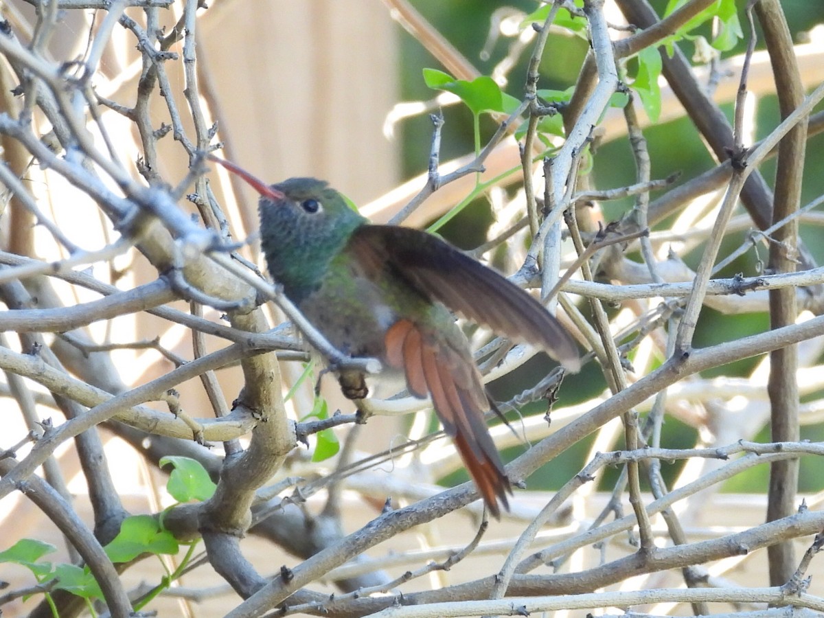 Buff-bellied Hummingbird - ML616955177