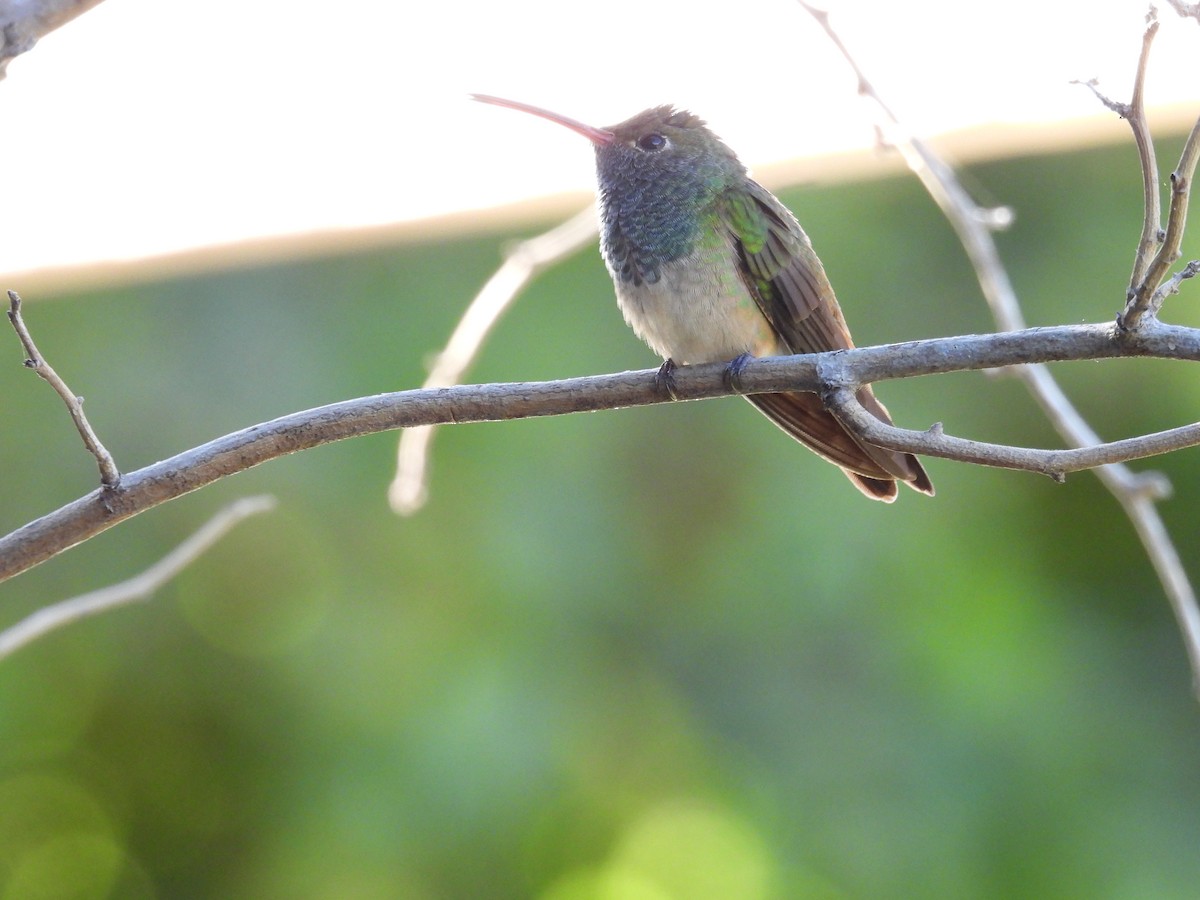 Buff-bellied Hummingbird - ML616955178