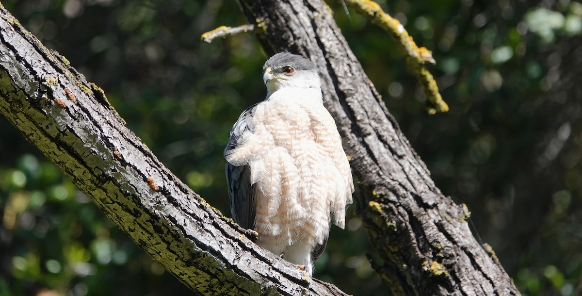 Sharp-shinned/Cooper's Hawk - TK Birder