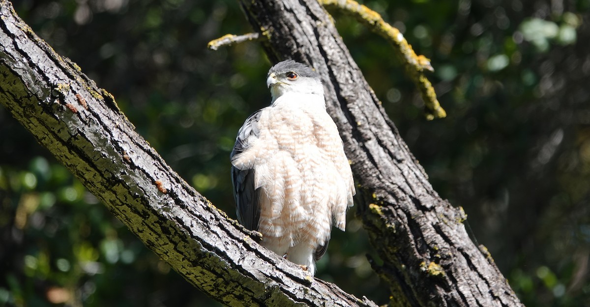 Sharp-shinned/Cooper's Hawk - ML616955183