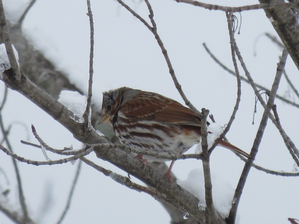 Fox Sparrow - Steve Decker