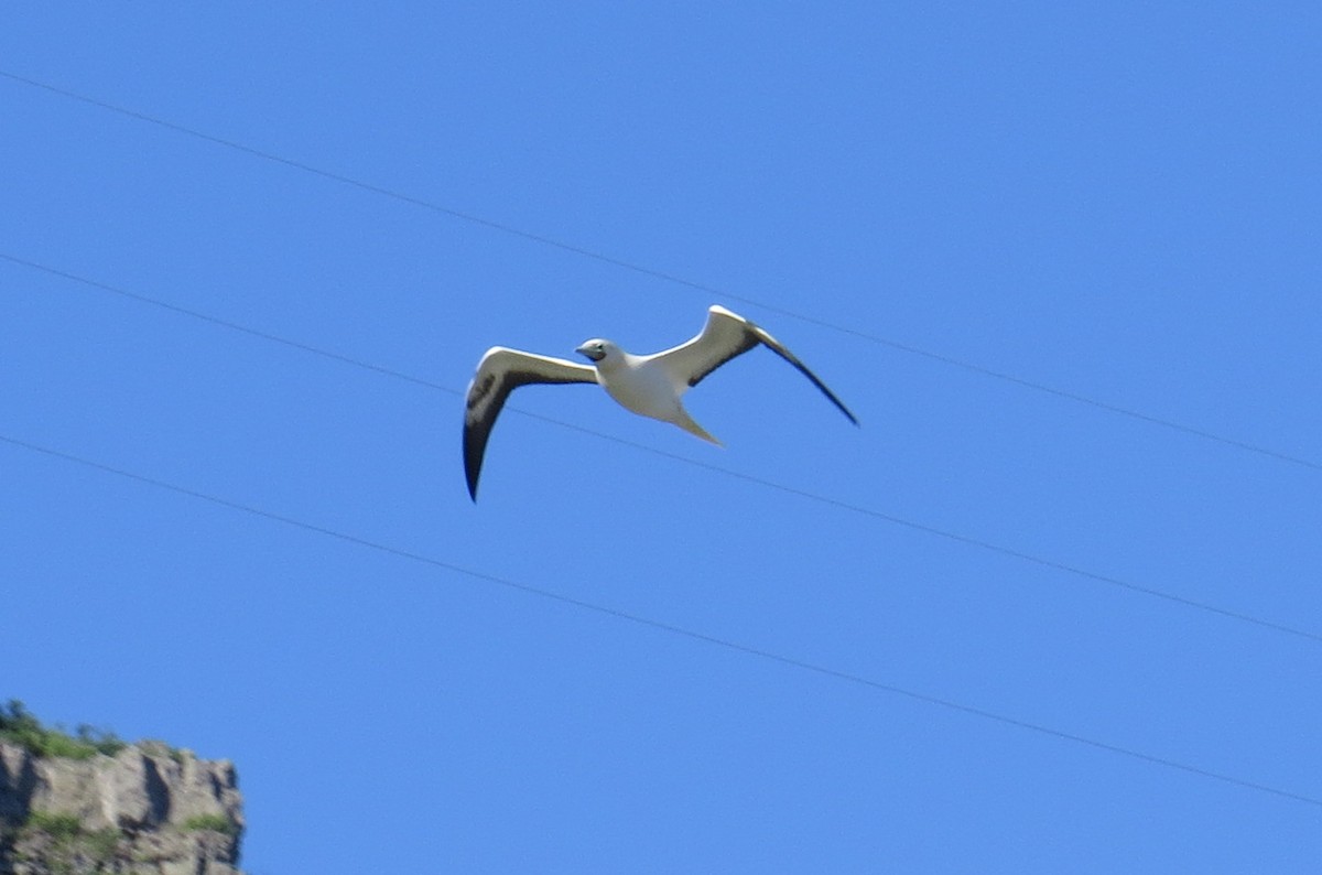 Red-footed Booby - ML616955306