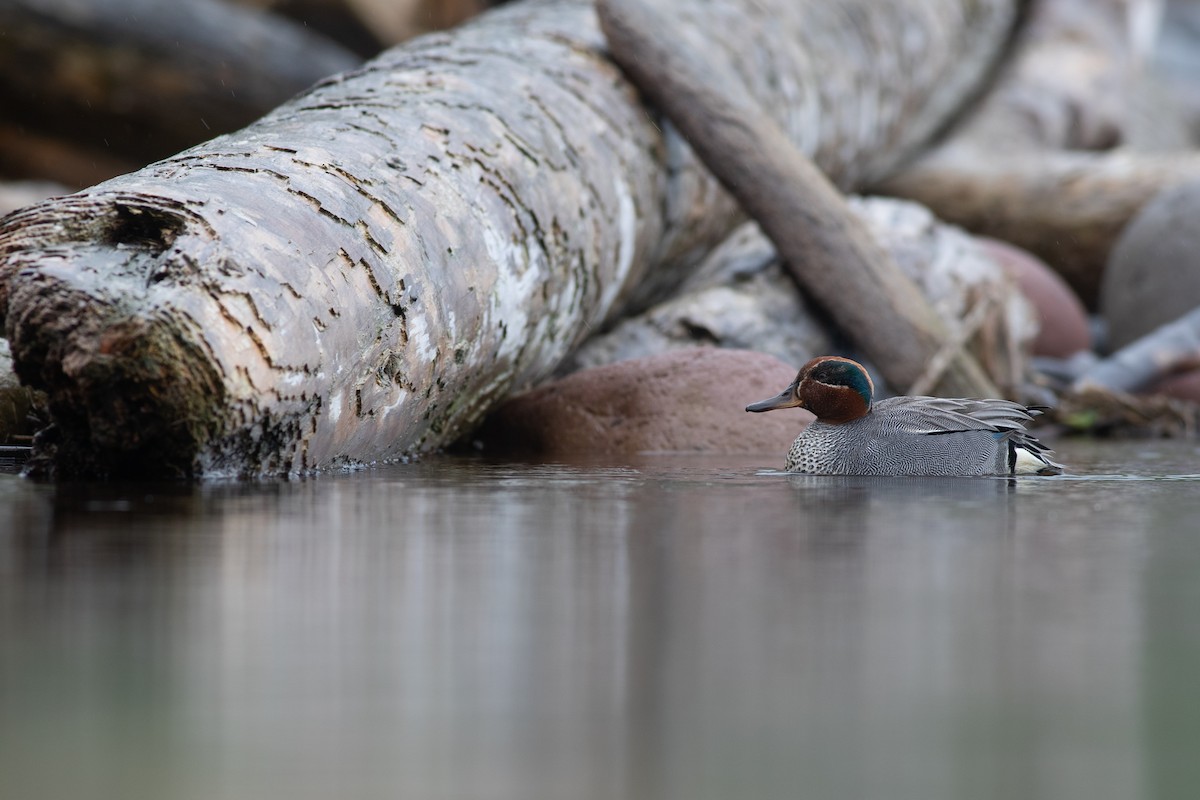 Green-winged Teal (Eurasian) - ML616955309