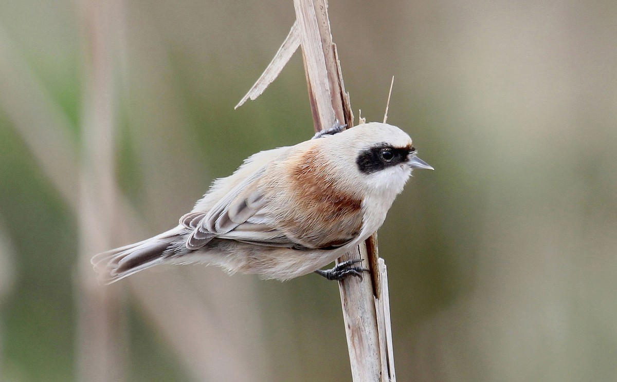 Eurasian Penduline-Tit - ML616955314