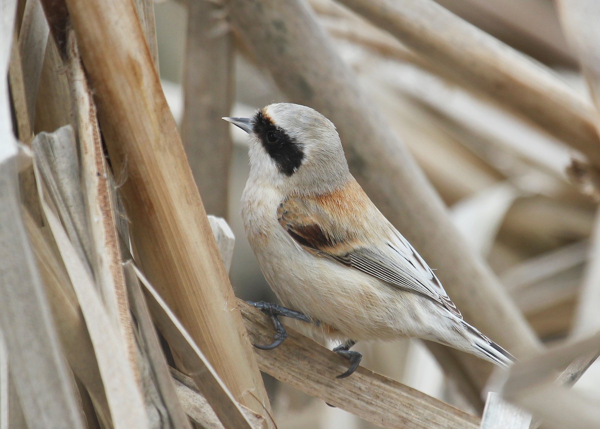 Eurasian Penduline-Tit - ML616955327