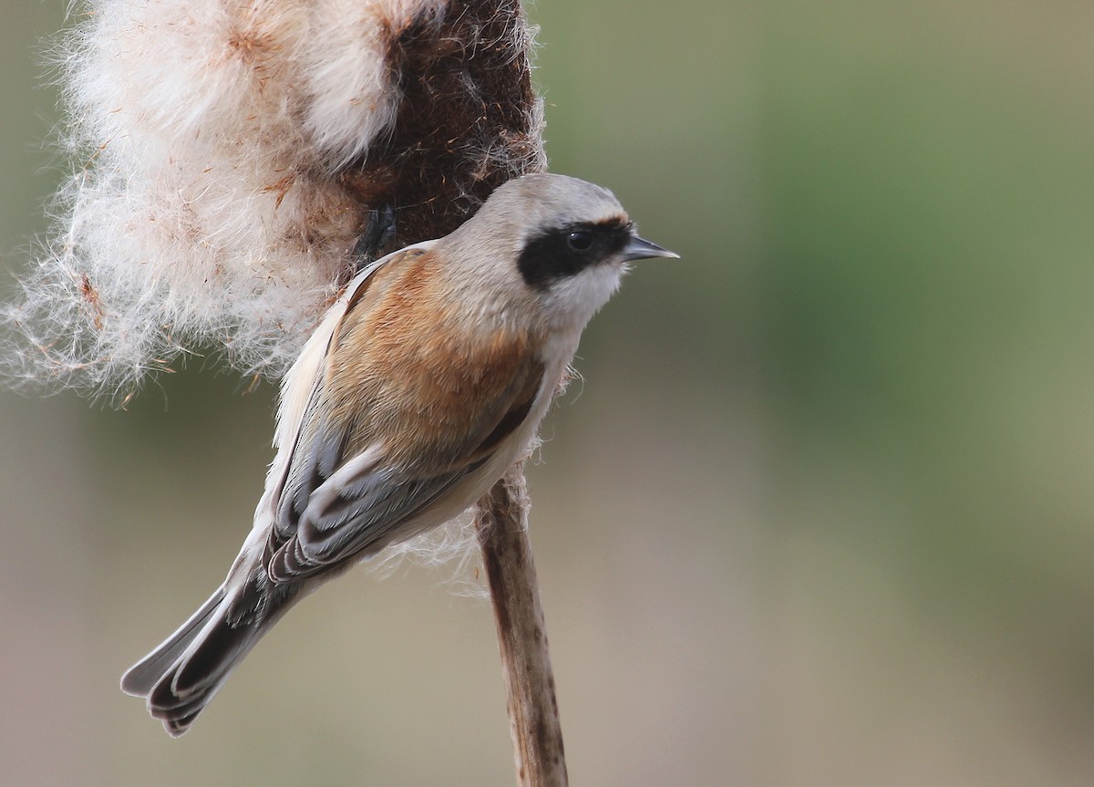 Eurasian Penduline-Tit - ML616955330